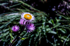 Helichrysum elegantissimum