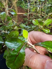 Corokia