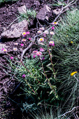 Helichrysum elegantissimum