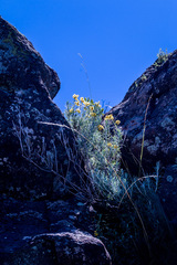 Helichrysum trilineatum