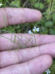Arabidopsis arenosa