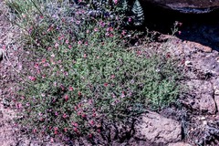 Jamesbrittenia pristisepala