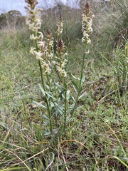 Stackhousia