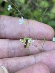 Arabidopsis arenosa