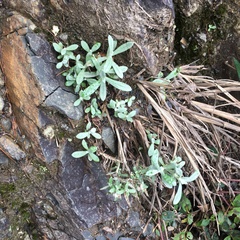 Anaphalis morrisonicola