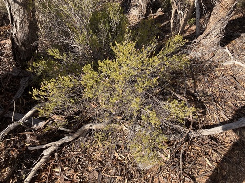 Walsholaria muelleri, photograph 3