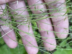 Arabidopsis arenosa
