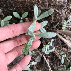 Anaphalis morrisonicola