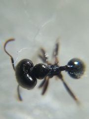 Trichomyrmex