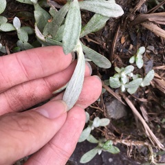 Anaphalis morrisonicola