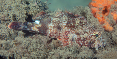 Scorpaena jacksoniensis