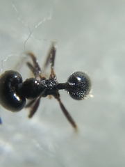 Trichomyrmex