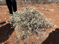 Senna artemisioides helmsii