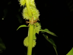 Oxyopes