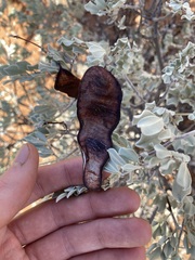 Senna artemisioides helmsii