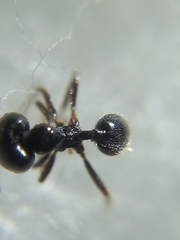 Trichomyrmex