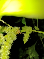 Oxyopes