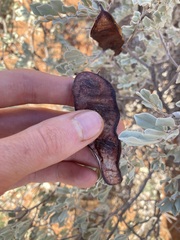 Senna artemisioides helmsii