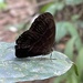 Small Stately Bush Brown - Photo (c) markusgmeiner, some rights reserved (CC BY-NC), uploaded by markusgmeiner