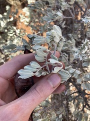 Senna artemisioides helmsii