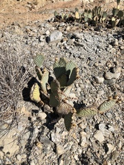 Opuntia basilaris brachyclada