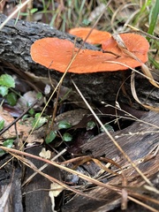 Trametes coccinea