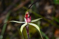 Caladenia fulva