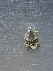 Syricoris lacunana