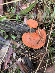 Trametes coccinea