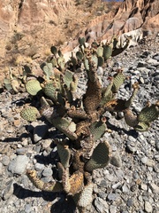 Opuntia basilaris brachyclada