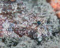 Scorpaena jacksoniensis