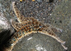 Coscinasterias muricata