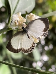 Oboronia punctatus