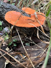 Trametes coccinea