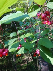 Euonymus latifolius