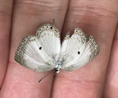 Oboronia punctatus