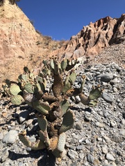 Opuntia basilaris brachyclada