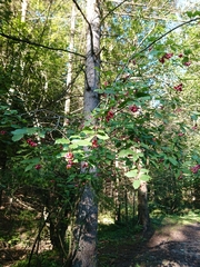Euonymus latifolius
