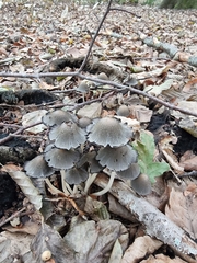 Micacei