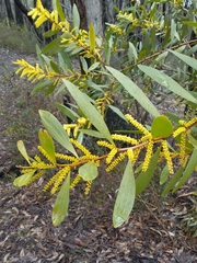 Acacia longifolia longifolia