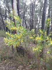 Acacia longifolia longifolia
