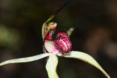 Caladenia fulva