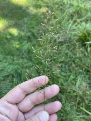 Agrostis capillaris