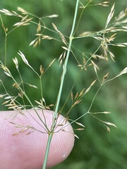 Agrostis capillaris