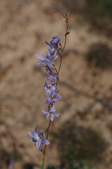 Ixia rapunculoides