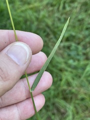 Agrostis capillaris