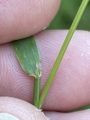 Agrostis capillaris