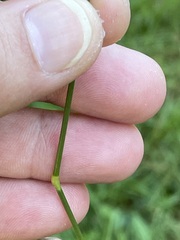 Agrostis capillaris