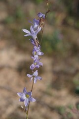 Ixia rapunculoides
