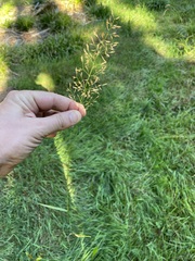 Agrostis capillaris